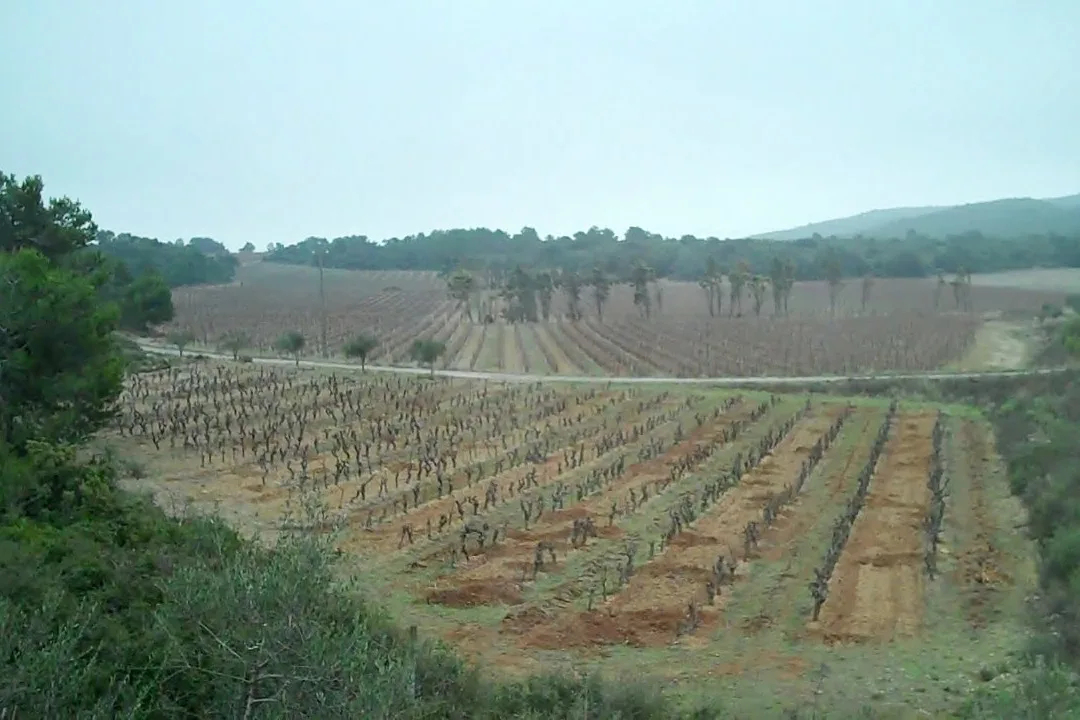 Rangs de vieilles vignes dans un paysage viticole méditerranéen en terrasses
