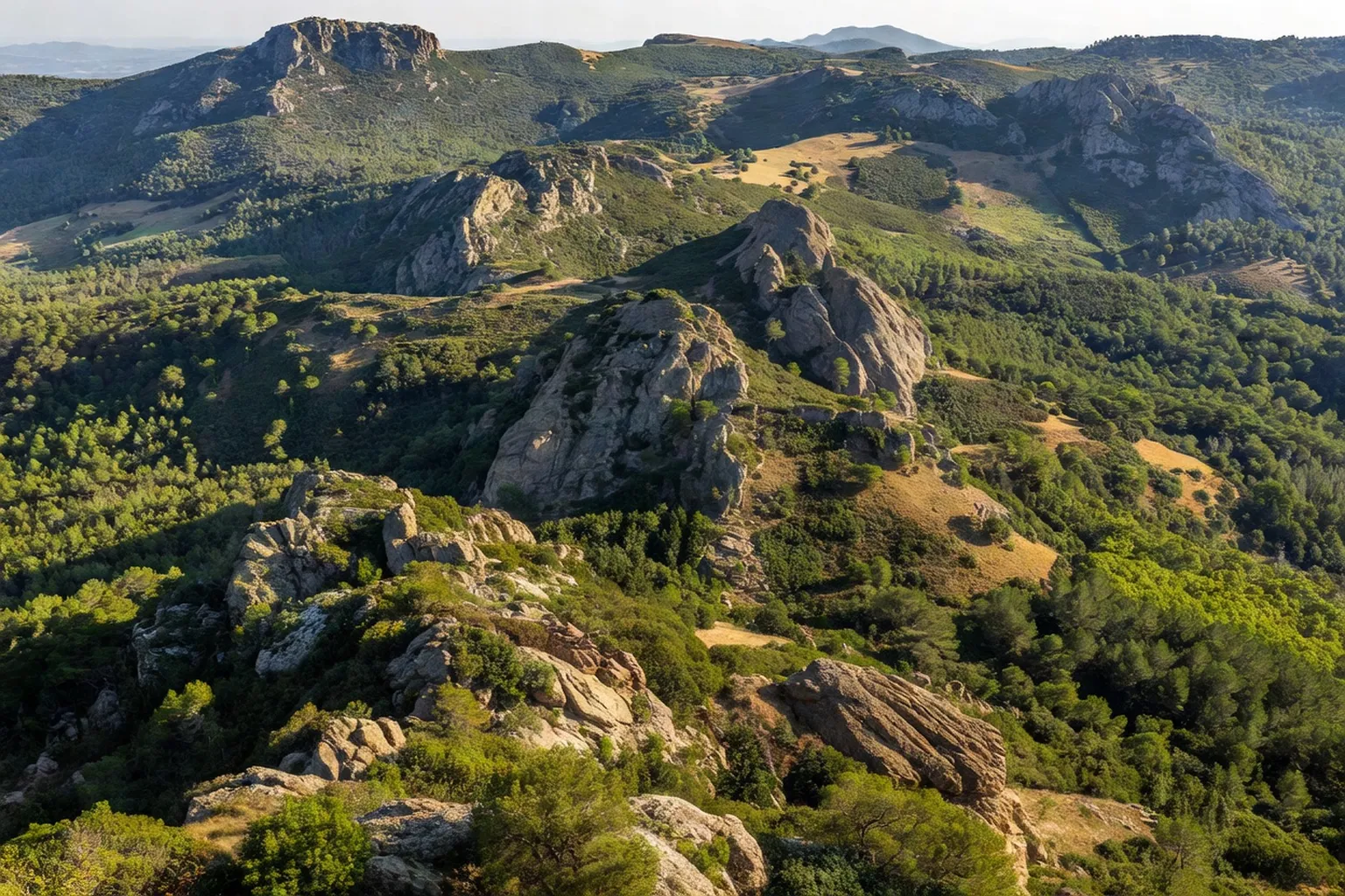 Vautour fauve en vol au-dessus des gorges de la Jonte