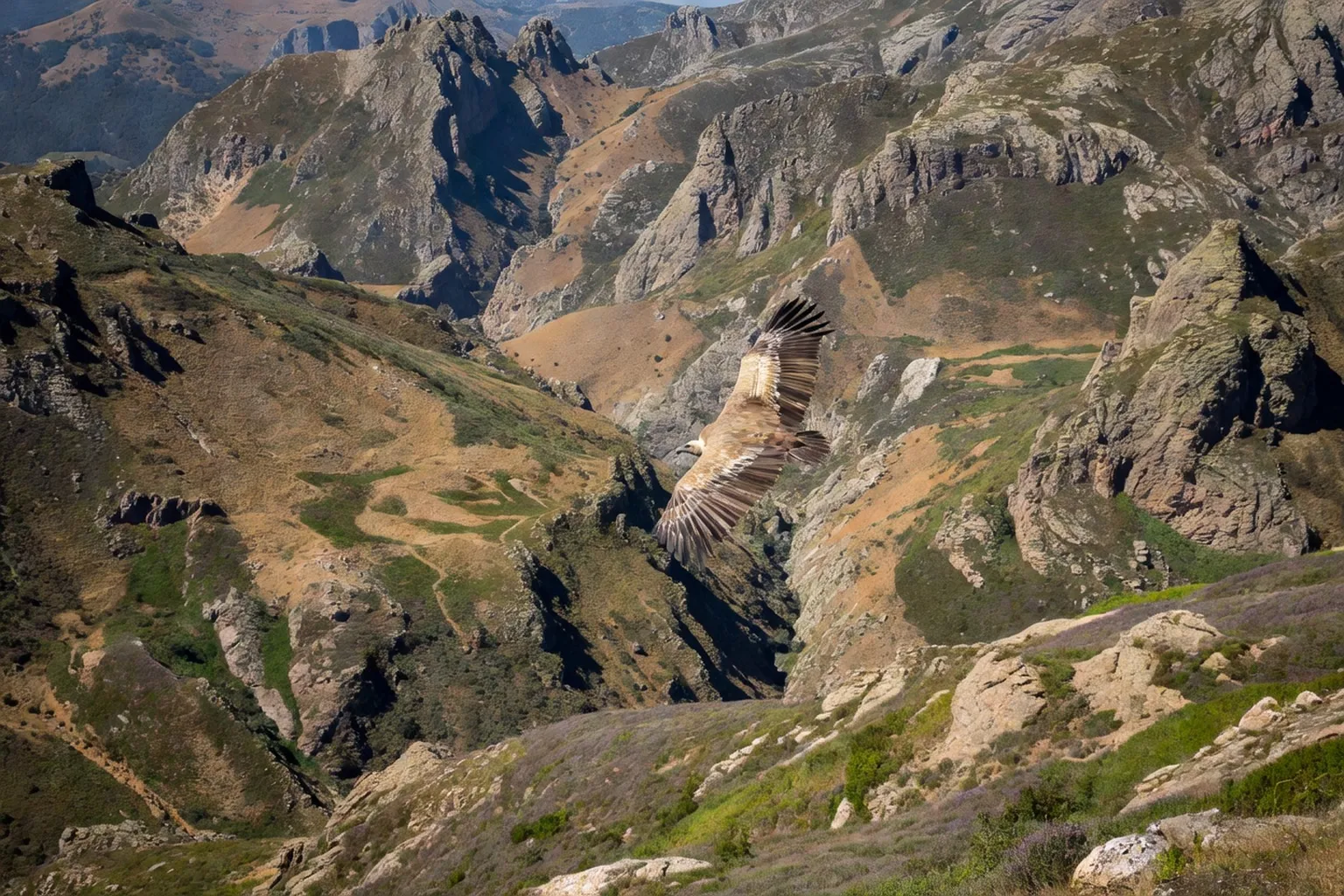 Faune sauvage des Cévennes : vautours, loups, cerfs